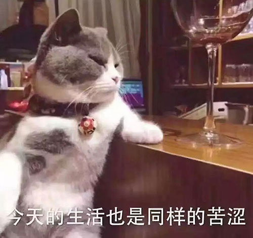 南京家庭裝修之喵星人：“裝修前，你考慮過我嗎？”